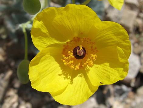 California Bearpoppy (Arctomecon californica)