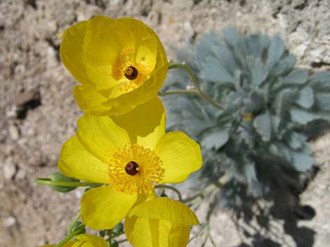 California Bearpoppy (Arctomecon californica)