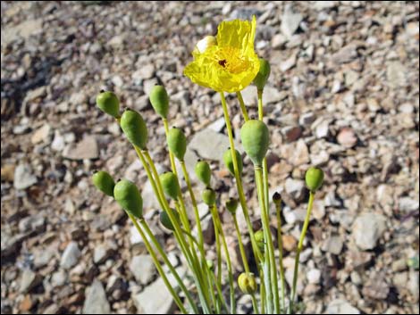 California Bearpoppy (Arctomecon californica)