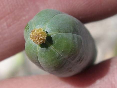 Desert Bearpoppy (Arctomecon merriamii)