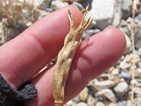 Desert Bearpoppy (Arctomecon merriamii)