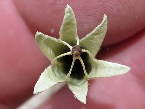 Desert Bearpoppy (Arctomecon merriamii)