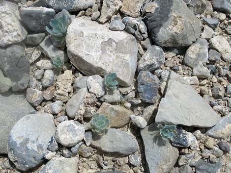 Desert Bearpoppy (Arctomecon merriamii)