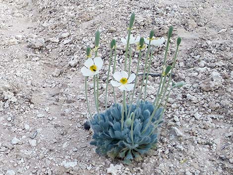 Desert Bearpoppy (Arctomecon merriamii)