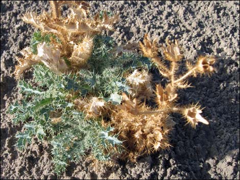 Mojave Pricklypoppy (Argemone corymbosa)