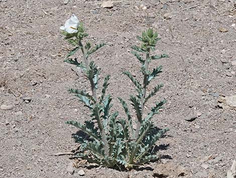 Flatbud Pricklypoppy (Argemone munita)