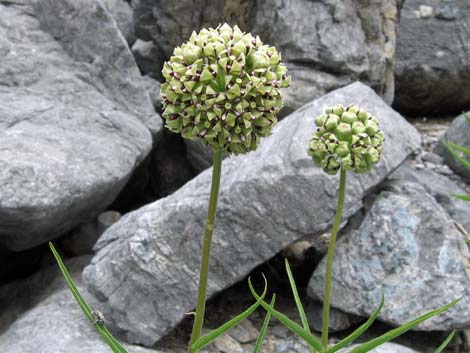 Spider Milkweed (Asclepias asperula)