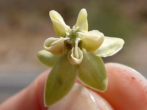 Desert Milkweed (Asclepias erosa)