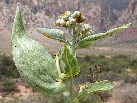 Desert Milkweed (Asclepias erosa)