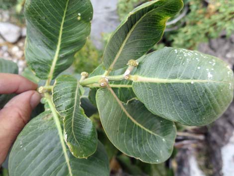 Broadleaf Milkweed (Asclepias latifolia)