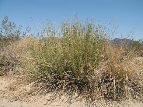 Rush Milkweed (Asclepias subulata)