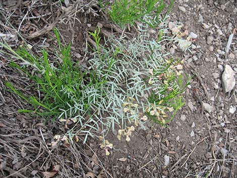 Clokey Milkvetch (Astragalus aequalis)