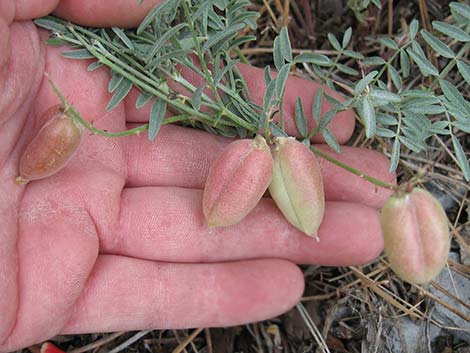 Clokey Milkvetch (Astragalus aequalis)