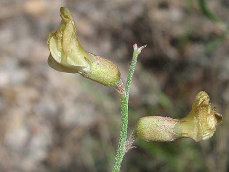 Clokey Milkvetch (Astragalus aequalis)