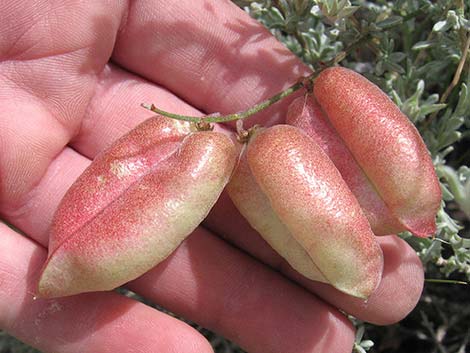 Clokey Milkvetch (Astragalus aequalis)