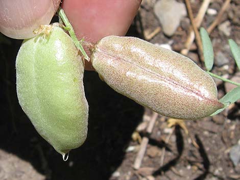 Clokey Milkvetch (Astragalus aequalis)