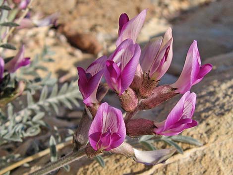 Crescent Milkvetch (Astragalus amphioxys)