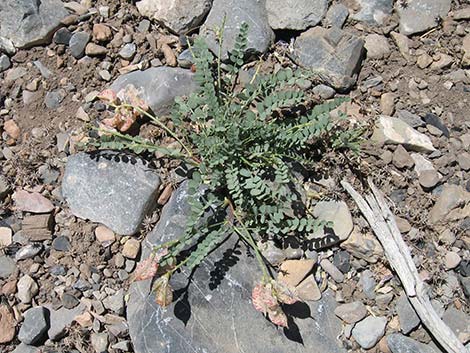 Beckwith's Milkvetch (Astragalus beckwithii)