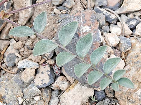 Minthorn's Milkvetch (Astragalus minthorniae)