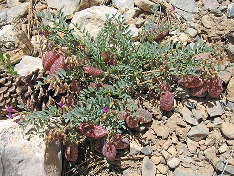 Clokey Egg Milkvetch (Astragalus oophorus var. clokeyanus)