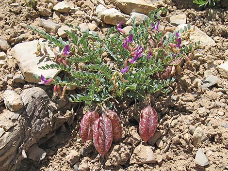 Clokey Egg Milkvetch (Astragalus oophorus var. clokeyanus)