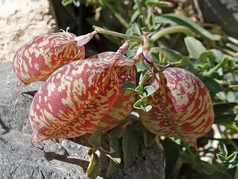 Clokey Egg Milkvetch (Astragalus oophorus var. clokeyanus)