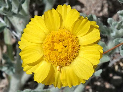 Woolly Desert Marigold (Baileya pleniradiata)