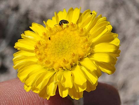 Woolly Desert Marigold (Baileya pleniradiata)