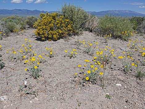 Woolly Desert Marigold (Baileya pleniradiata)