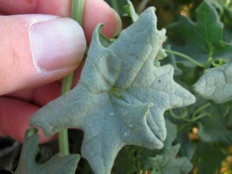 Desert Starvine (Brandegea bigelovii)