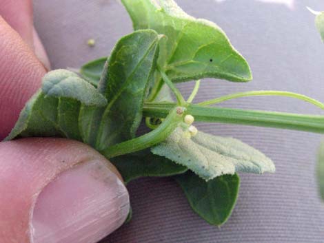 Desert Starvine (Brandegea bigelovii)