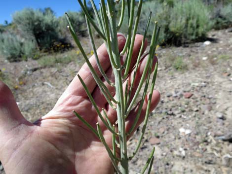 Thickstem Wild Cabbage (Caulanthus crassicaulis)