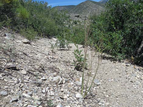 Thickstem Wild Cabbage (Caulanthus crassicaulis)