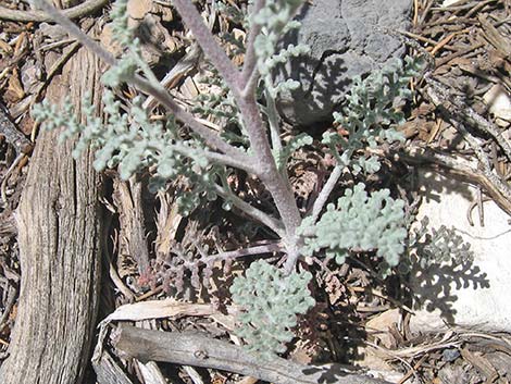 Douglas' Dustymaiden (Chaenactis douglasii)