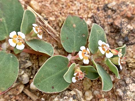 Whitemargin Sandmat (Chamaesyce albomarginata)