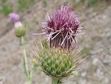 Arizona Thistle (Cirsium arizonicum)