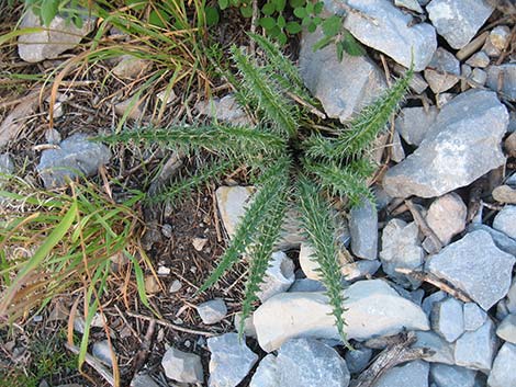 Clokey Thistle (Cirsium clokeyi)