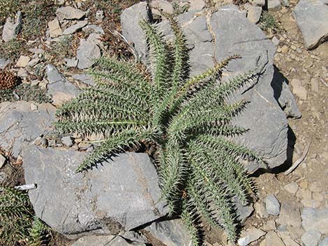 Clokey Thistle (Cirsium clokeyi)