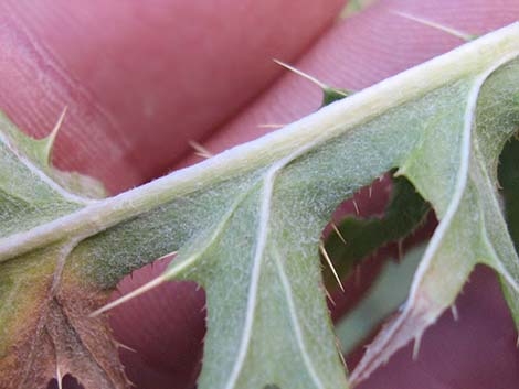 Clokey Thistle (Cirsium clokeyi)