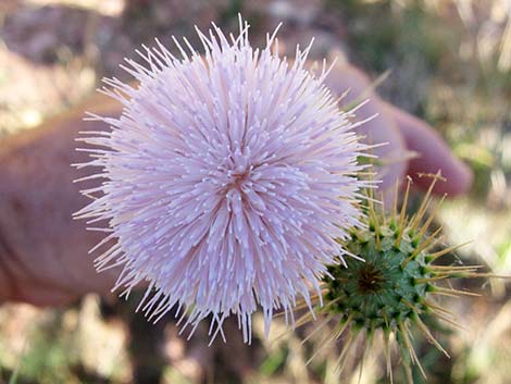 Mojave Thistle (Cirsium mohavense)