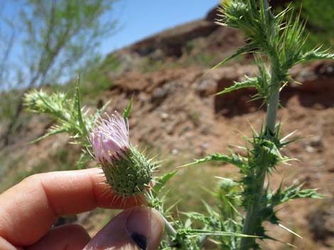 Mojave Thistle (Cirsium mohavense)