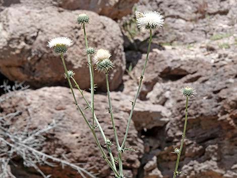 New Mexico Thistle (Cirsium neomexicanum)