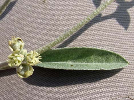 California Croton (Croton californicus)