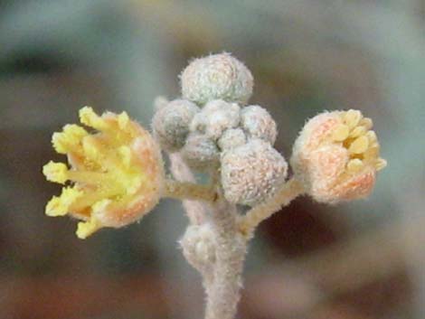 California Croton (Croton californicus)