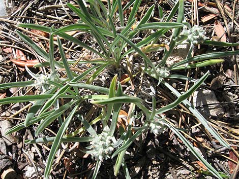 James' Cryptantha (Cryptantha cinerea)