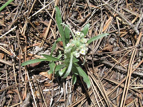 James' Cryptantha (Cryptantha cinerea)