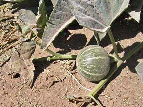 Buffalo Gourd (Cucurbita foetidissima)