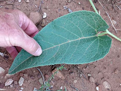 Buffalo Gourd (Cucurbita foetidissima)