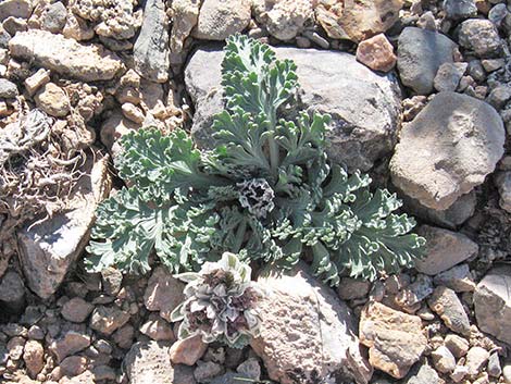 Widewing Springparsley (Cymopterus purpurascens)