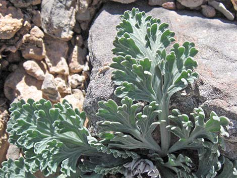 Widewing Springparsley (Cymopterus purpurascens)